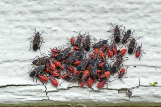 Boxelder Bugs & Stink Bugs: Why They Invade Homes in Spring and How to Stop Them