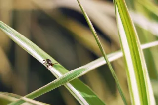 Ticks and Lyme Disease: Staying Safe Outdoors This Springst