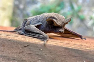 The Hidden Dangers of a Bat Infestation: What Every Homeowner Needs to Know