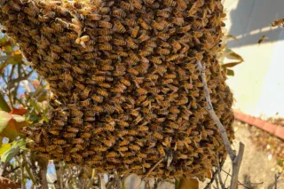 When Bees Build at Home: The Risks of a Residential Beehive Infestation
