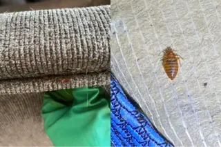 Bug Bites and Stings: What Parents Should Know This Summer