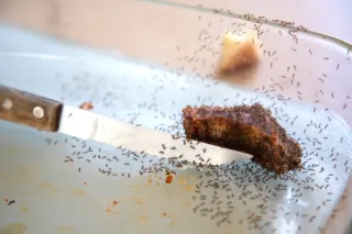 Seasonal Ant Invasions: Why You See More Ants in Summer