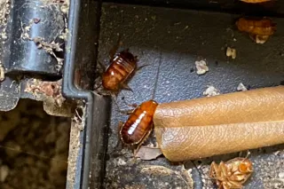 The Health Risks of Roach Infestations Every Homeowner Should Know