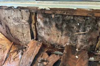 Wood You Notice? Identifying Termite Damage Before It Spreads