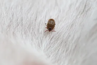 Flea Invasion: How These Jumping Pests Take Over Your Home (and How to Fight Back)