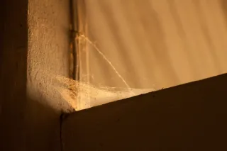 Spider Webs in Your Home? Here’s Why Professional Dewebbing Matters