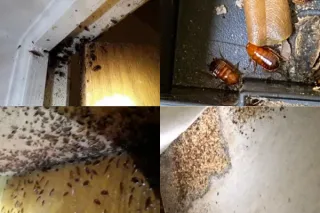 Top Signs Your Roach Problem Is Worse Than You Think