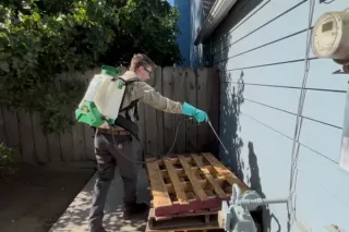 Why General Spraying Is the First Line of Defense Against Pests