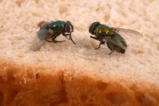 Why Flies Are More Than Just Annoying: The Health Risks They Pose