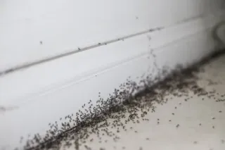 Ants Taking Over? Discover Why and How to Eliminate Them