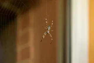 Spiders Invading Your Home? Here’s Why and How to Keep Them Out