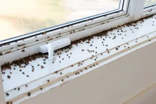 Cluster Fly Invasion? How to Identify and Eliminate Them