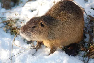 Rodents in Winter: Why Your Home Is at Risk and How to Protect It