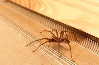 Spiders in Winter Are a Warning Sign — Not the Real Problem