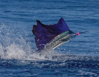 UPCOMING SAILFISH TOURNAMENT SCHEDULE AS 2025 KICKS OFF