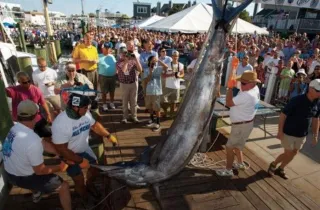 As Spring Sets In, Billfish Tournament Season Shifts North