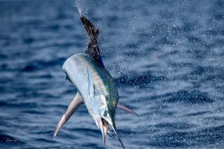 One More Bite Sailfish Challenge Delivers Summer Thrills in Stuart, FL