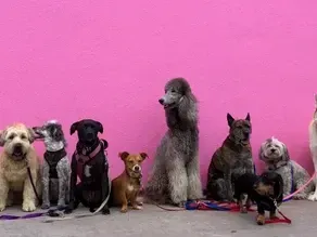Is Our Daycare Suitable For Your Dog?