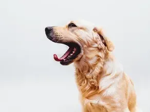 Can Neutering Worsen Separation Anxiety in Male Dogs? Debunking the Myth