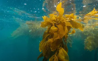 6 beneficii ale kelp-ului pentru tiroidă