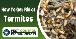 How to Get Rid of Termites