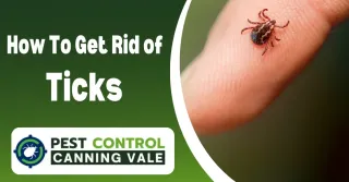 How to Get Rid of Ticks