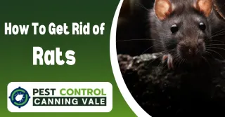 How to Get Rid of Rats