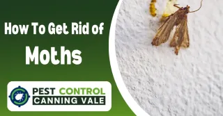 How To Get Rid of Moths