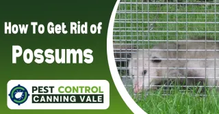 How to Get Rid of Possum