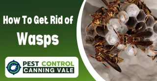 How to Get Rid of Wasps