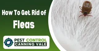 How to Get Rid of Fleas