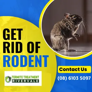 Expert Rodent Inspections and Pest Control in Perth