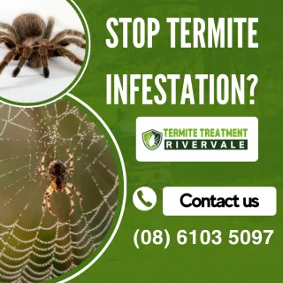 How To Spot Signs Of Termite Infestation