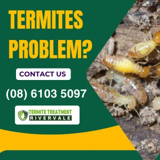 What Termites Actually Look Like