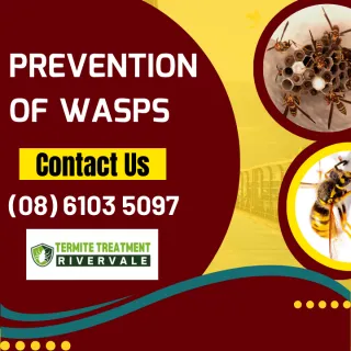 How To Prevent The European Wasp Spread In Rivervale