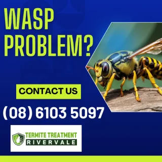 The Autumn War Understanding the Surge in Wasp Activity and Aggression