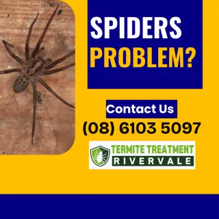 Huntsman Spiders Are in Rivervale Suburbs and They’re Big, Ugly and Everywhere