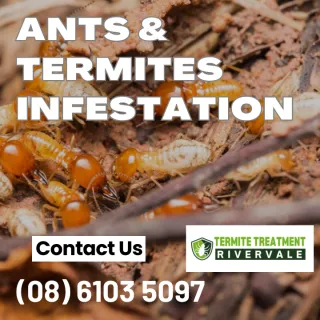 The difference between a termite and an ant