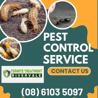 The difference between carpenter ants and termites
