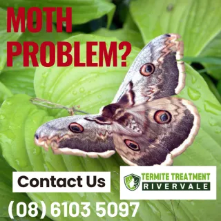 The Moth Problem