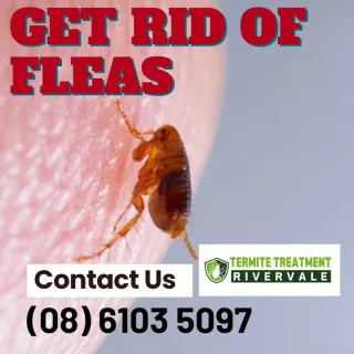 What Are Fleas