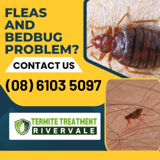 How to Differentiate Between Fleas and Bed Bugs?