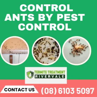 The ants go marching one by one