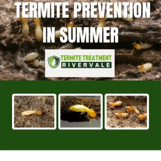SUMMER TERMITE PREVENTION