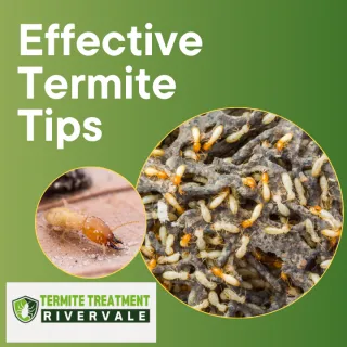 DIY Termite Treatment in Rivervale: Easy and Effective Methods