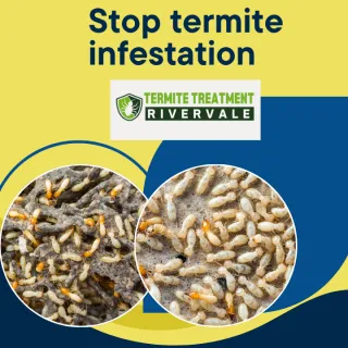 How Do You Stop Termites from Invading Your Home?