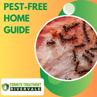 Best Ant Dust and Nest Killers for a Pest-Free Home