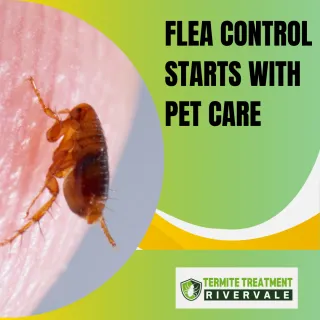 Keeping Fleas Out of the Home and Yard - Pet Care