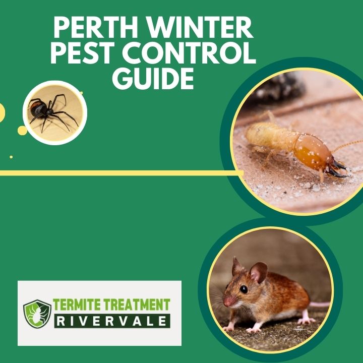 Pest Control Tips for Winter in Perth