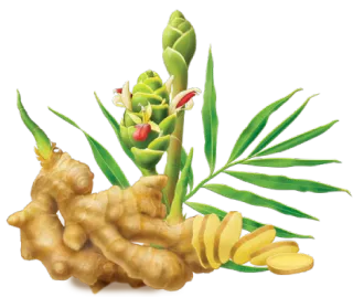 FAQ image